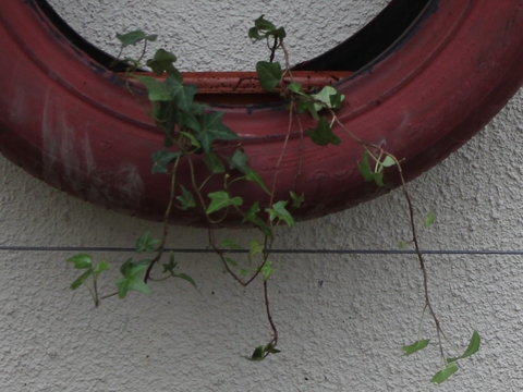 19.	Hera (Hedera helix)
Data da fotografia: 29/03/2018
Utilidade/ função na horta: Excelente refúgio para a fauna auxiliar (sirfídeos, taquinídeos, vespinhas parasitóideas, vespas, etc.).